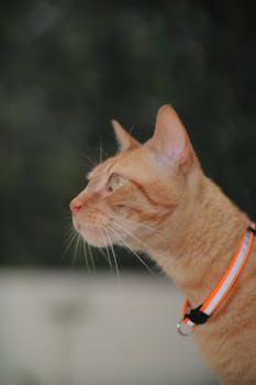 Side view of a curious orange tabby cat wearing a collar outdoors.